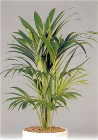 9fce181b-howeia-forsteriana_03.jpg