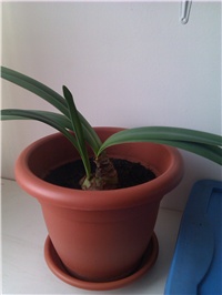a0387d24-Amarilis.jpg