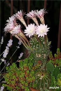 a091ca90-IMG_2150.JPG