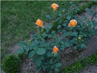 a0ac43ba-DSC07909.JPG
