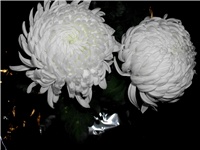 a0d8424c-DSCI1800.JPG