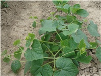 a1524303-kiwano.JPG