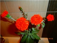 a39bb4d8-PA250890.JPG
