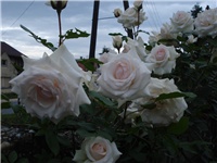 a46646d6-DSC07938.JPG