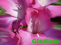Gladiola