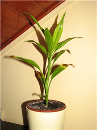 a9290946-CvijetInfo084.jpg