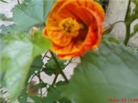 a956d1d1-images.jpg