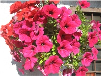 a9ab96df-IMG_0012.JPG