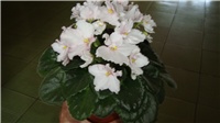 a9cd56f1-DSC00107.JPG