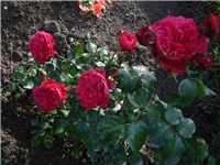 aac76b28-DSC07973.JPG