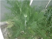 aaf1f371-DSCI0214.JPG
