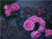 abcd526d-DSC08003.JPG