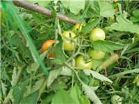abfa9a16-DSCN1013.JPG