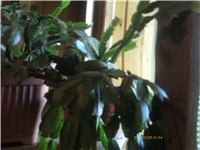 acea2077-PTDC0081.JPG