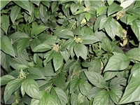 ad2116d8-DSCI2540.JPG