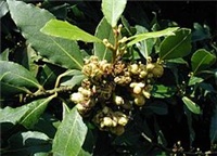 ad3fe5c6-240px-Laurus-nobilis-flowers.JPG