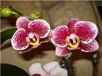 ad4a12ee-DSC06729.JPG