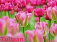 Tulipani