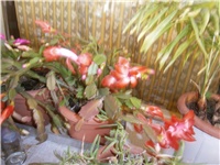 ad9da406-PA270057.JPG