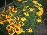 ae57173c-P7020064.JPG