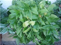 aeeed368-PA100462.JPG
