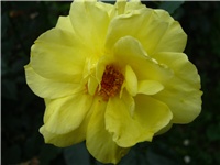 af83bb8a-IMG_0955.JPG