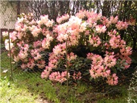 af94b029-rd03.jpg