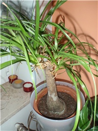afae5955-P5100120.JPG