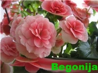 Begonia