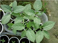 affbba03-DSCI1223.JPG