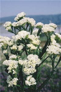 b0089bc0-statice-bijele-limonium-sinuatum-90-sjemenki-slika-32413063.jpg