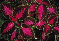 b01d4c67-coleus.jpg