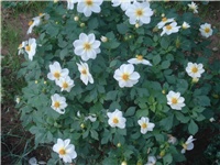 b0f99b36-001.JPG