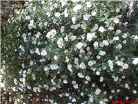 b122e393-DSC01091.JPG