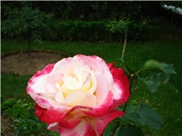 b193395c-DSC07137.JPG