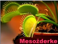 Mesožderke