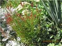 b38fb0cc-032.JPG