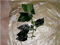 b3c3a80a-DSCI0946.JPG