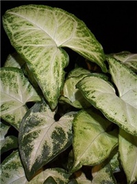 b3c9cb34-syngonium1.jpg