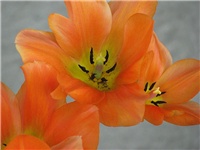 b3e0a99d-tulip2.jpg