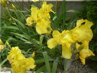 b4de9592-P5210745.JPG