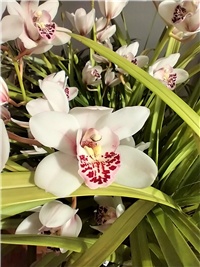 b58e1612-Orhidea.jpg