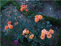 b59292ce-DSC08006.JPG