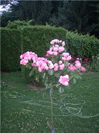 b5fece7f-P7020079.JPG