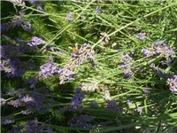 b62bcd88-DSCN0709.JPG