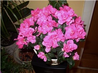 b6e84949-Azalea.JPG