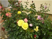 b7a188dc-P1010003.JPG