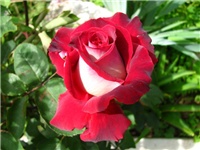 b7d8fd17-IMG_4128.jpg