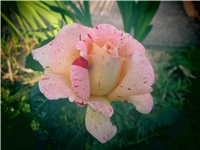 b88bb4ce-IMG_0385.jpg