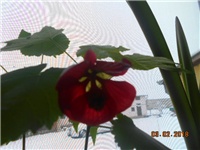 b9a2e045-DSCN2648.JPG